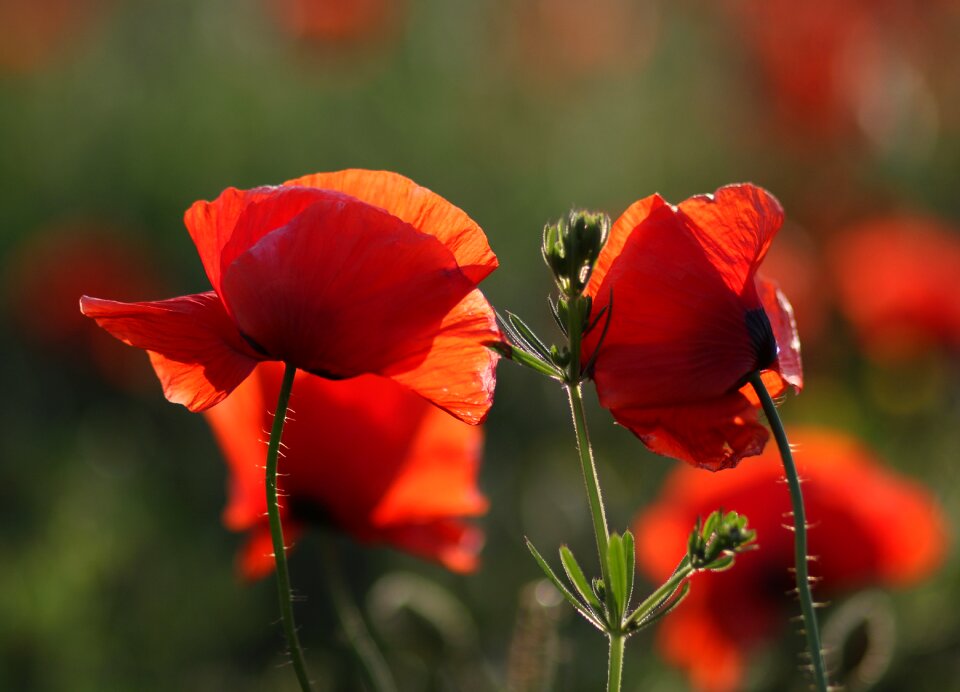 Plain flower nature