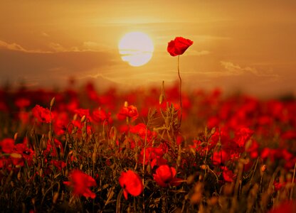 Flower nature sunset