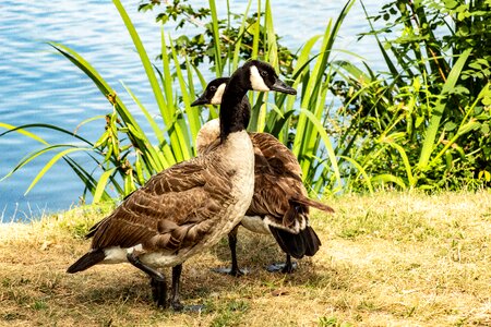 Plumage animals duck