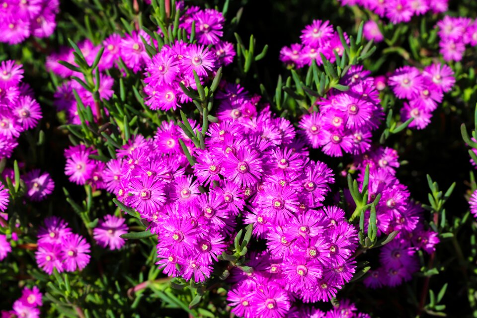 Plants plant flowering