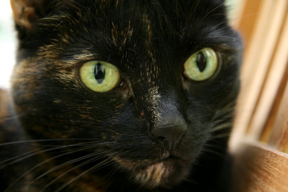 Cat's eyes cat eyes