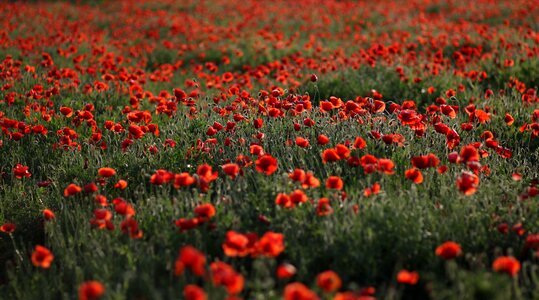 Plain flower nature