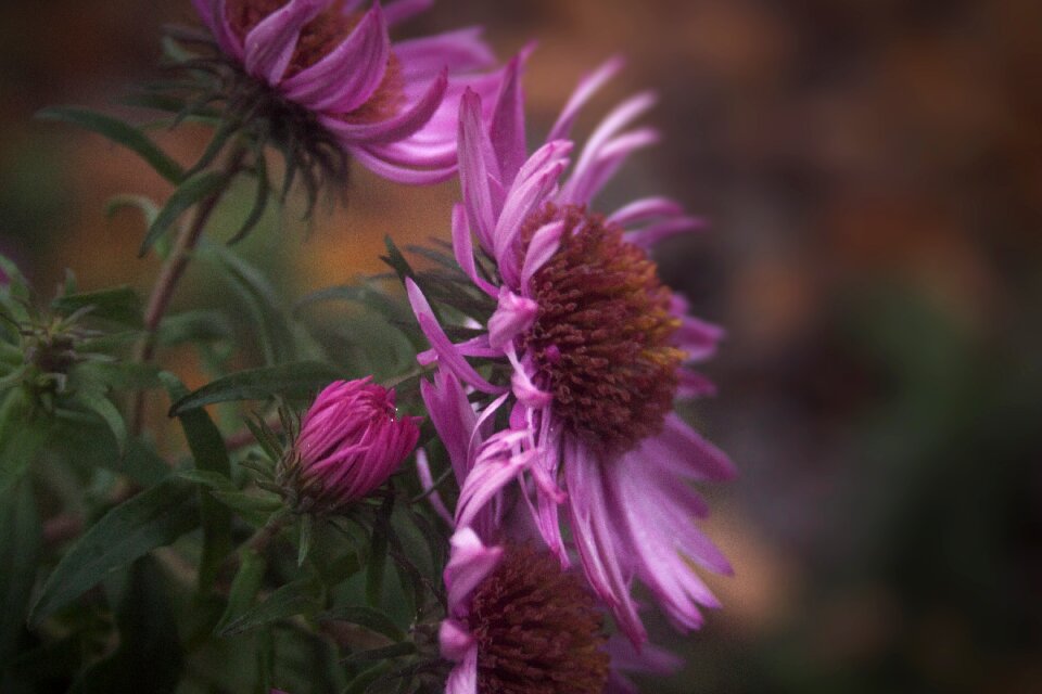 Blooming nature flower