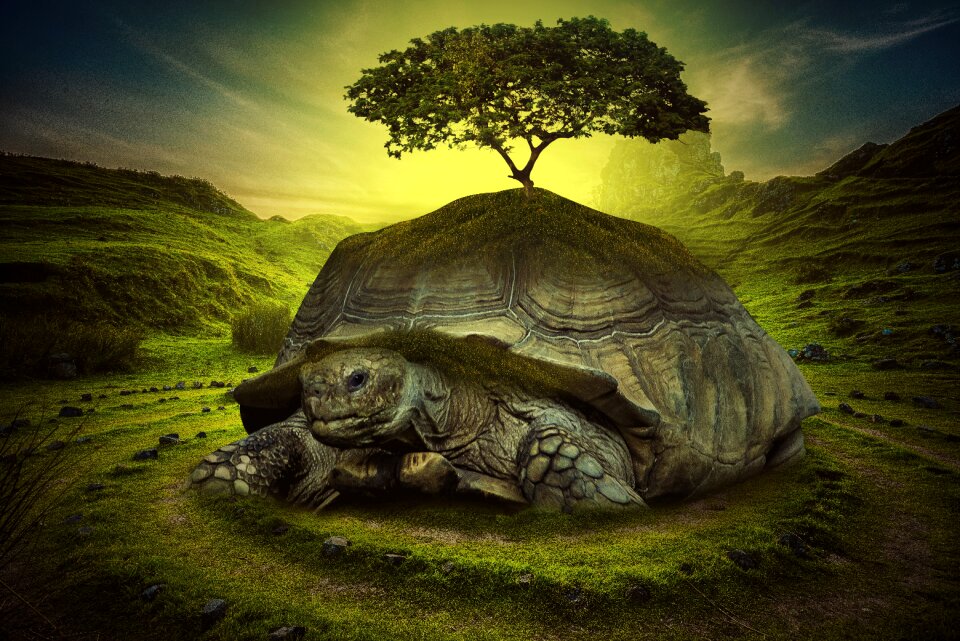 Outdoors water turtle