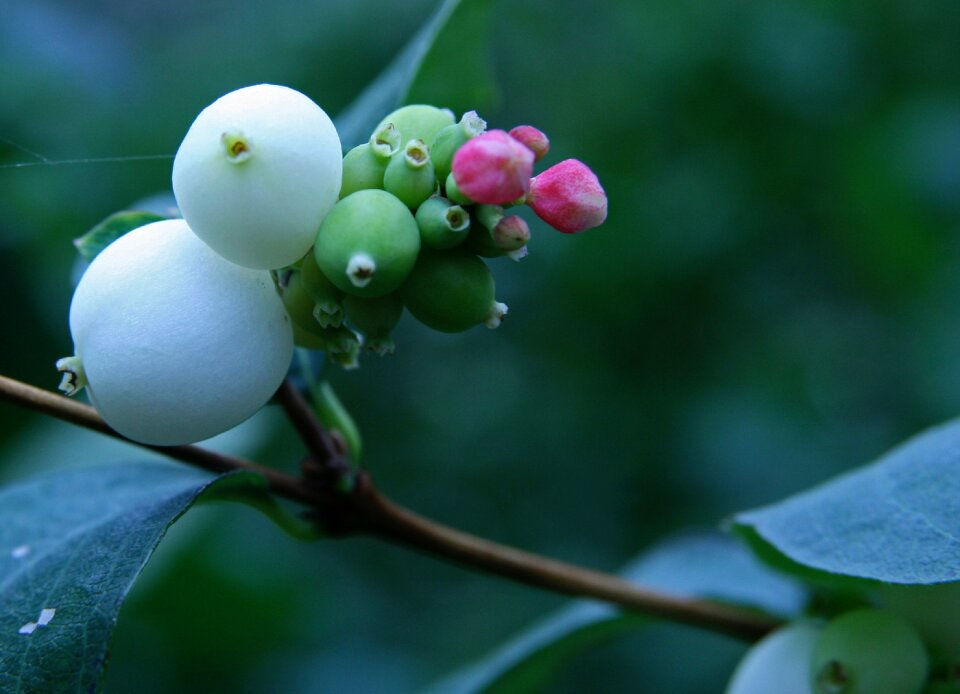 Pink green ornamental