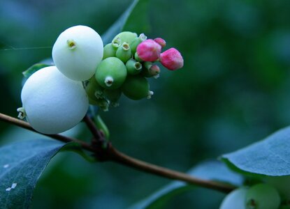 Pink green ornamental