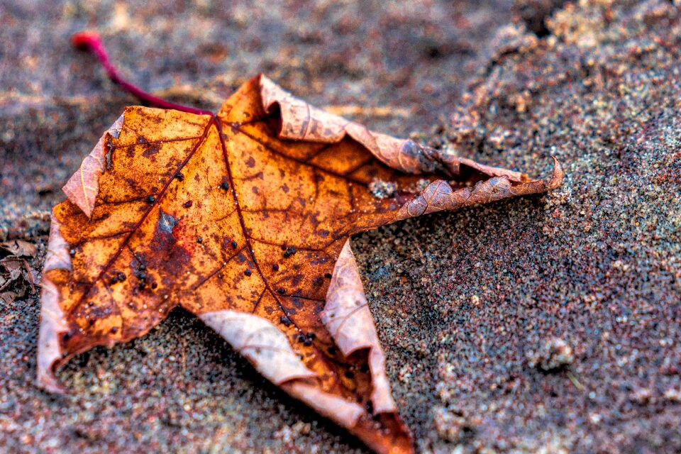 Outdoor nature yellow photo