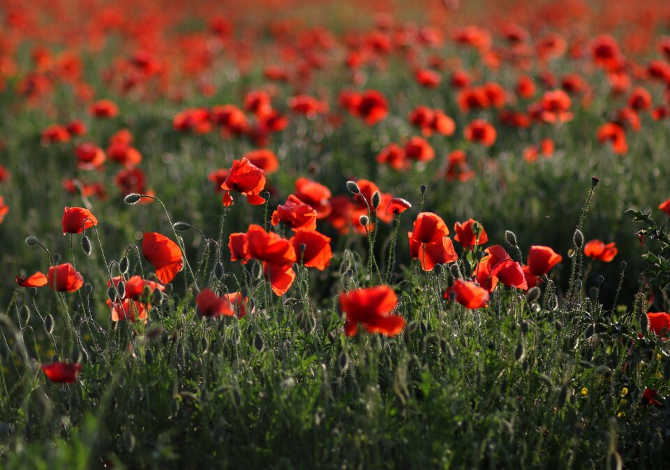 Plain flower nature