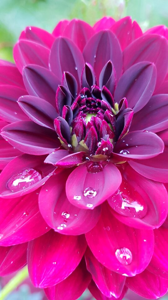 Bloom macro flower