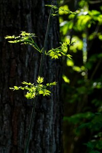 Backlighting nature leaf