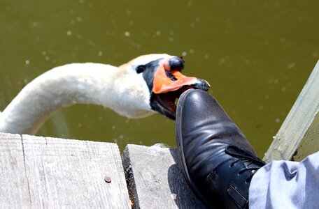 Bird animal water