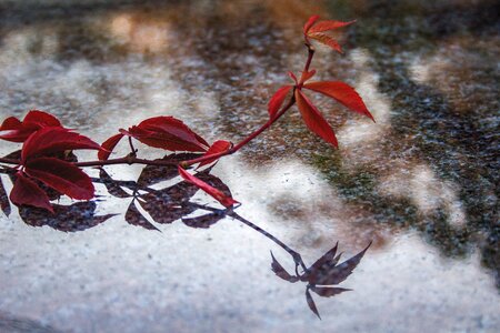 Granite nature stone