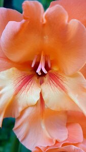 Bloom macro flower