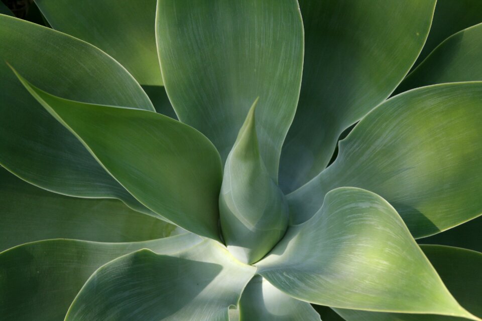 Green succulent leaves