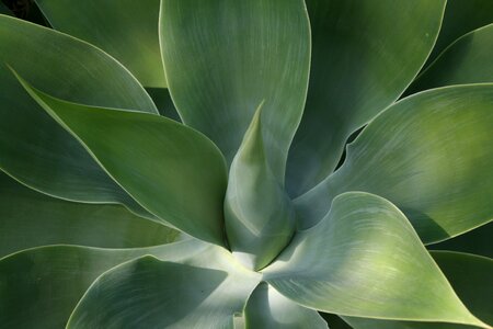 Green succulent leaves photo