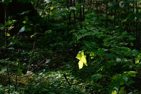 Nature spring backlighting