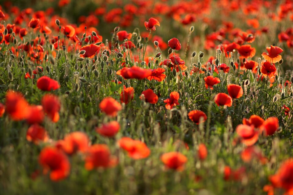 Plain flower nature