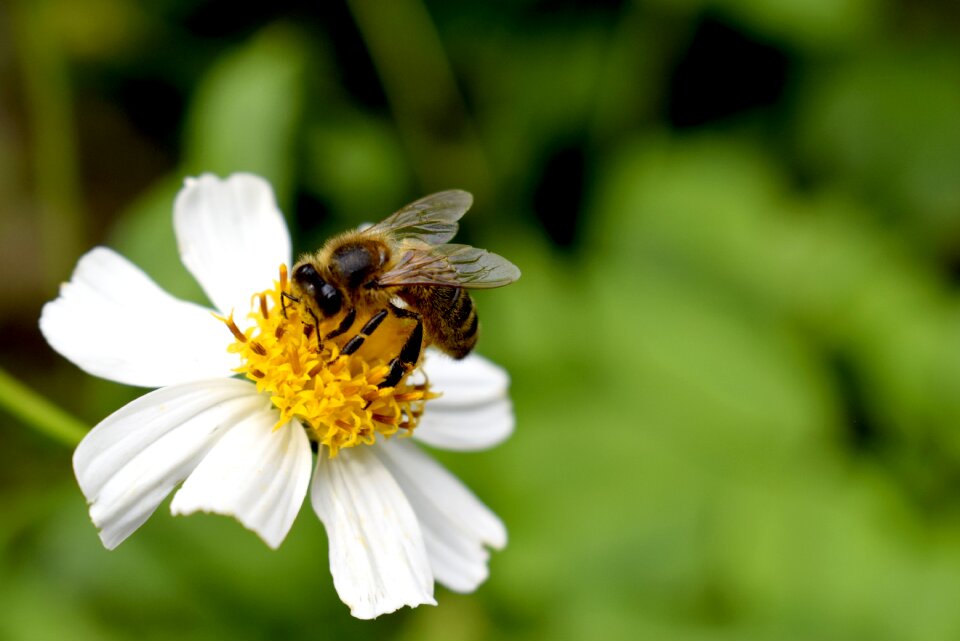 Insects pollen nectar