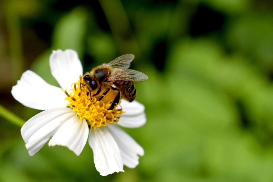 Insects pollen nectar photo