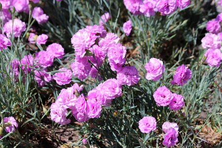 Flower bed gardening garden