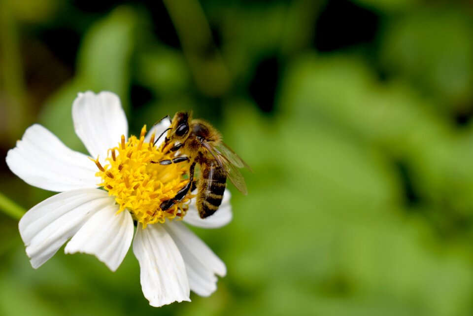 Plant insects flowers