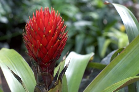 Blossom green plant photo