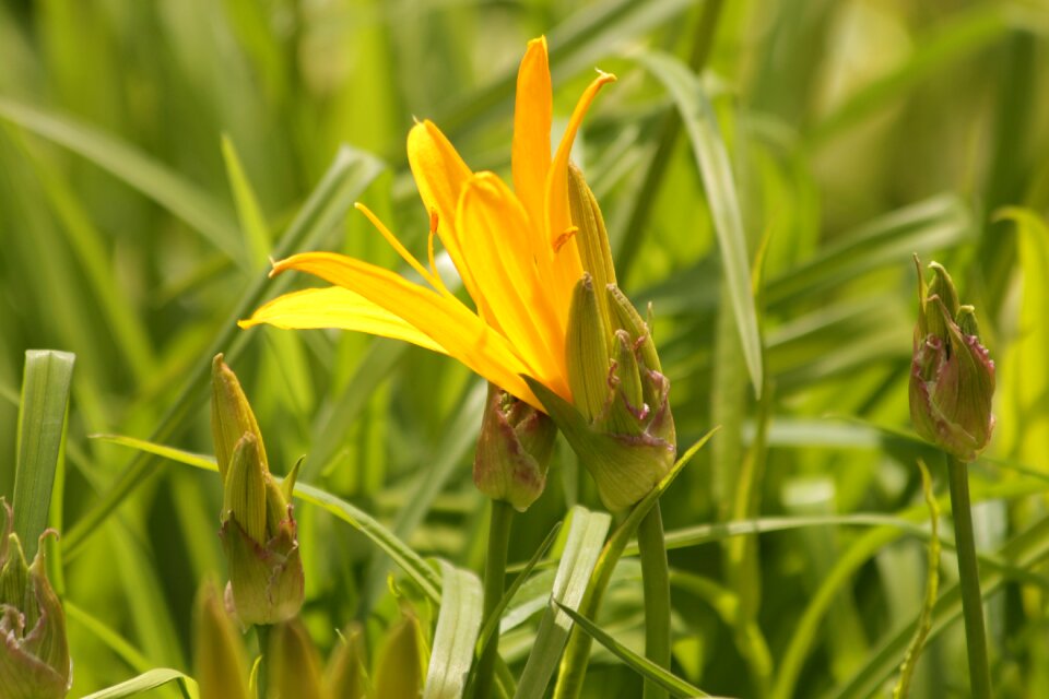 Beautiful nature yellow
