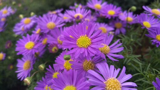 Flora garden lilac nature photo