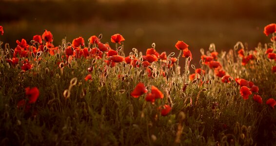 Plain flower nature