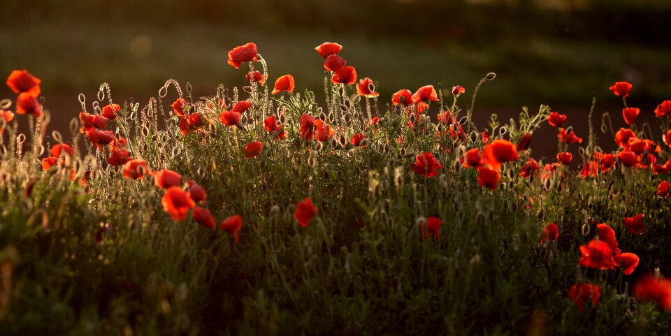 Plain flower nature