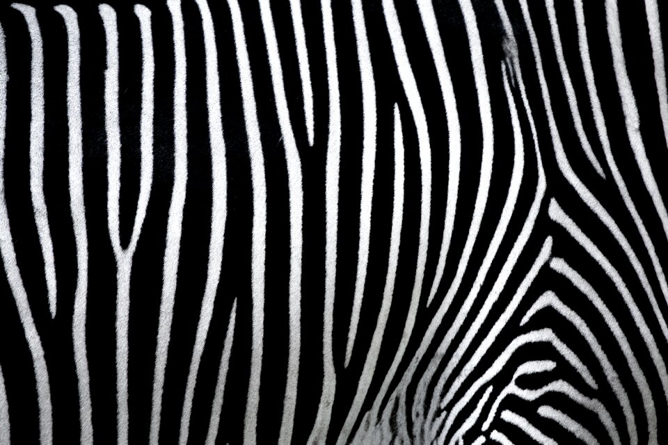 Zebra black and white crosswalk