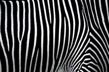 Zebra black and white crosswalk photo