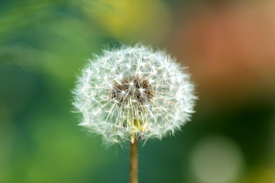 Flower nature summer