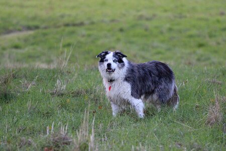 Head animal pet photo