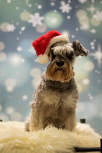 Christmas miniature schnauzer dog
