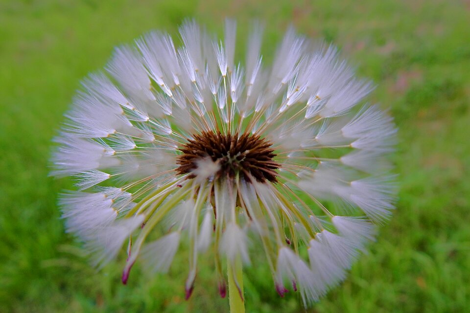 Spring sonchus oleraceus closeup
