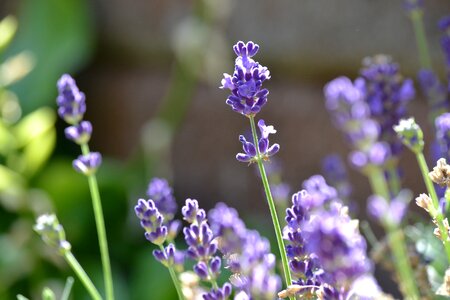 Autumn sun violet photo