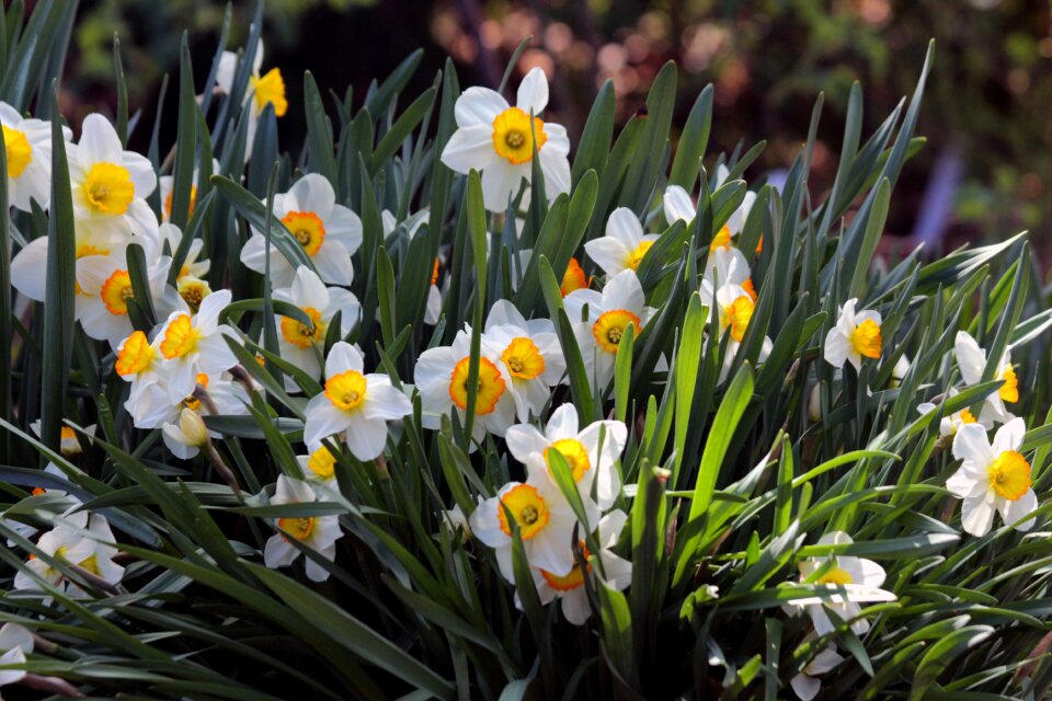 Garden spring spring flowers