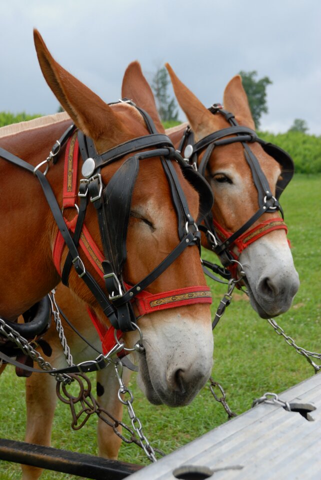 Livestock head ears
