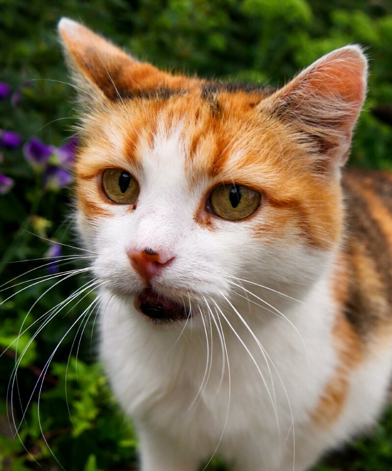 Domestic cat whiskers mieze photo