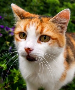 Domestic cat whiskers mieze