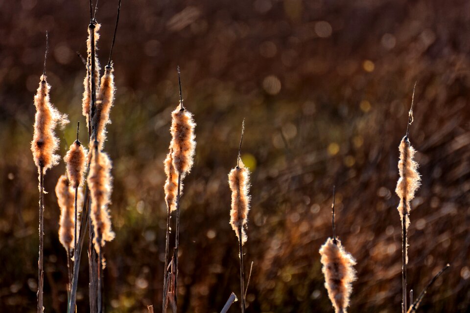 Nature reserve swampy moist