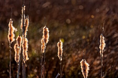 Nature reserve swampy moist photo