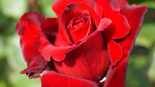 Bloom flower plant