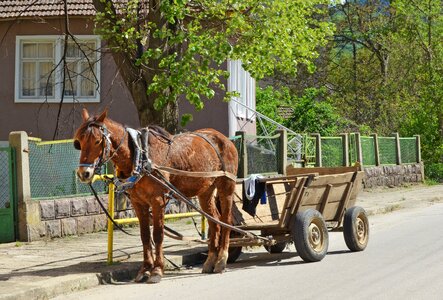 Wagon spring country photo