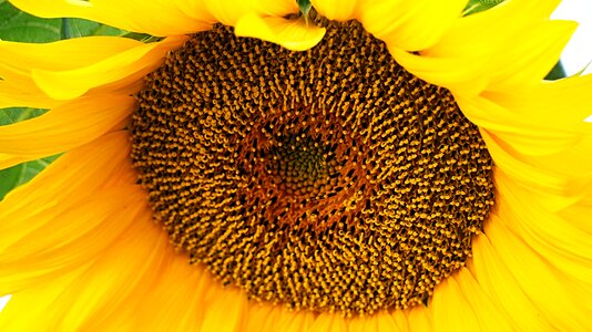 Yellow nature flora