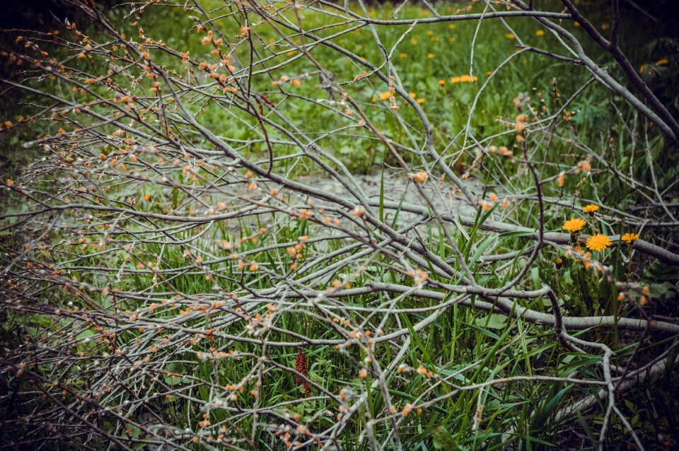 Nature plant greens