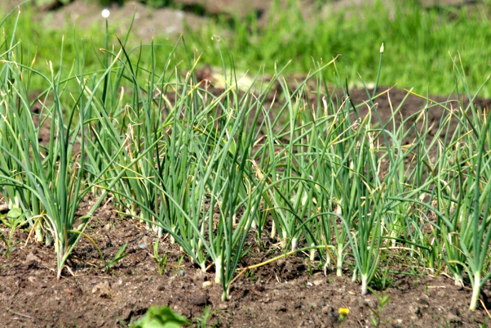 Nature why greens
