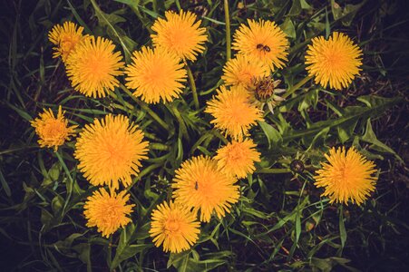 Summer flower nature