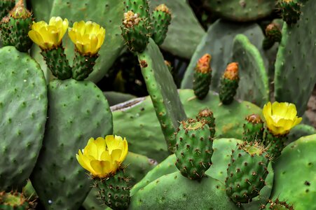 Chumbo prickly pear cactus cactus photo